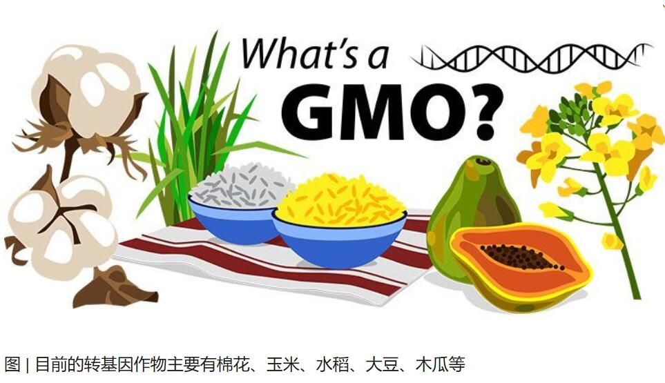 轉基因食品：究竟是天使還是魔鬼？